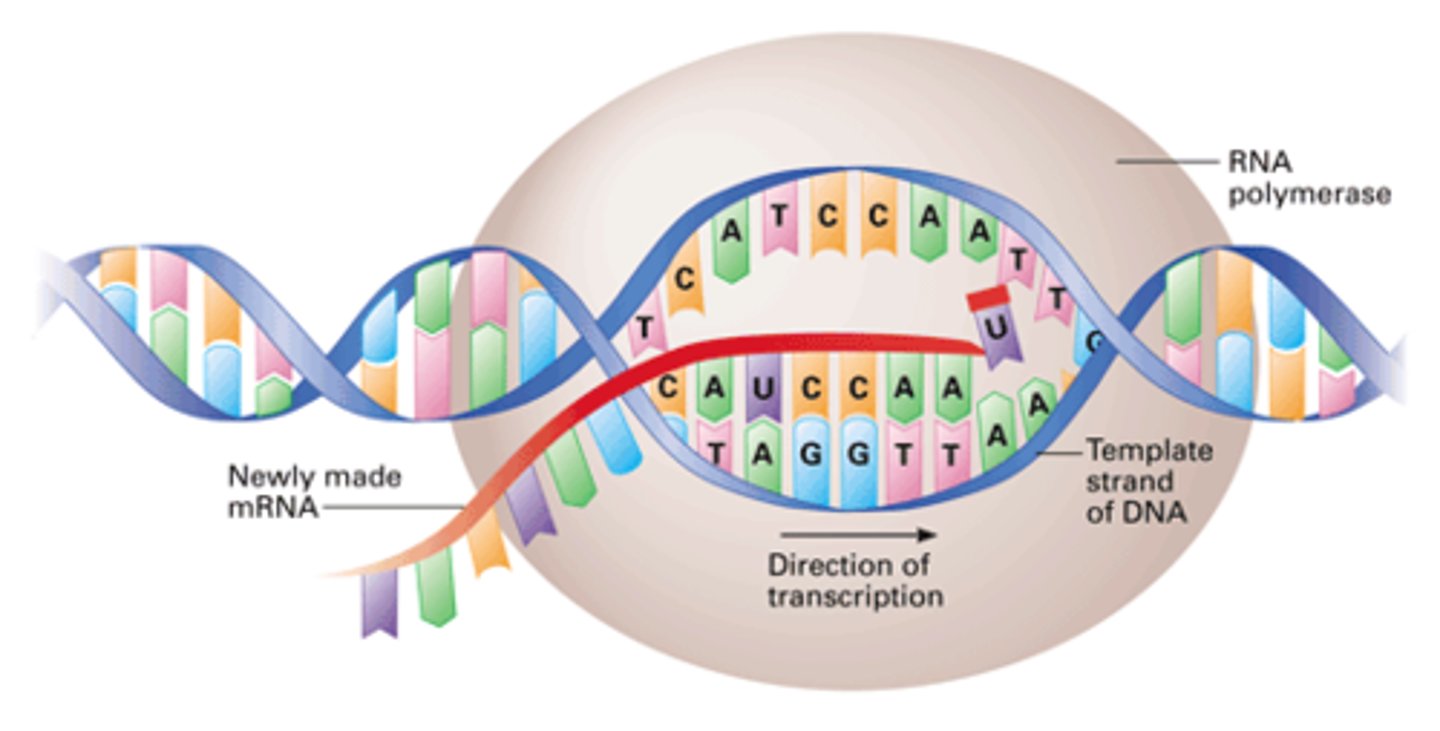 <p>The DNA strand that provides the pattern, or template, for ordering, by complementary base pairing, the sequence of nucleotides in an RNA transcript, the 3' to 5' strand.</p>