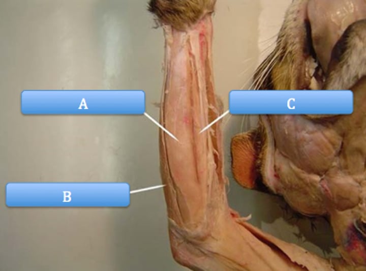 <p>What muscle is indicated by letter A?</p>