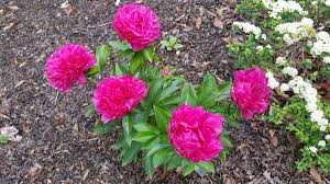 <p><span>Paeonia hybrid cv. / Peony</span></p>