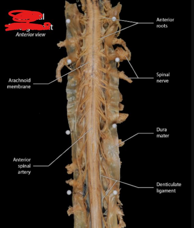 <p>between shoulders (C3-T2)<br><span>section of the spinal cord in the neck region where the cord thickens to accommodate the large number of nerves controlling the upper limbs, forming the brachial plexus</span></p>
