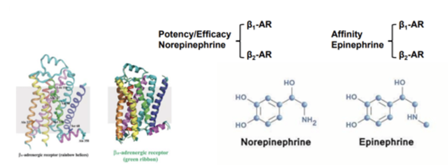 <p>epinephrine and norepinephrine differ only by one methyl group </p><p>- both can stimulate the heart with roughly equal potency</p><p>- epinephrine is a much better bronchodilator </p>