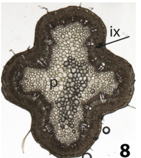 <p>Bauhinia have an abnormal shape due to</p>