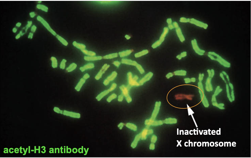 <p>associated with transcriptionally active/competent chromatin</p>