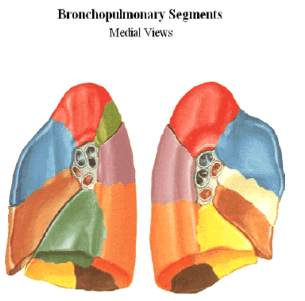 <p>subunits of lungs</p>