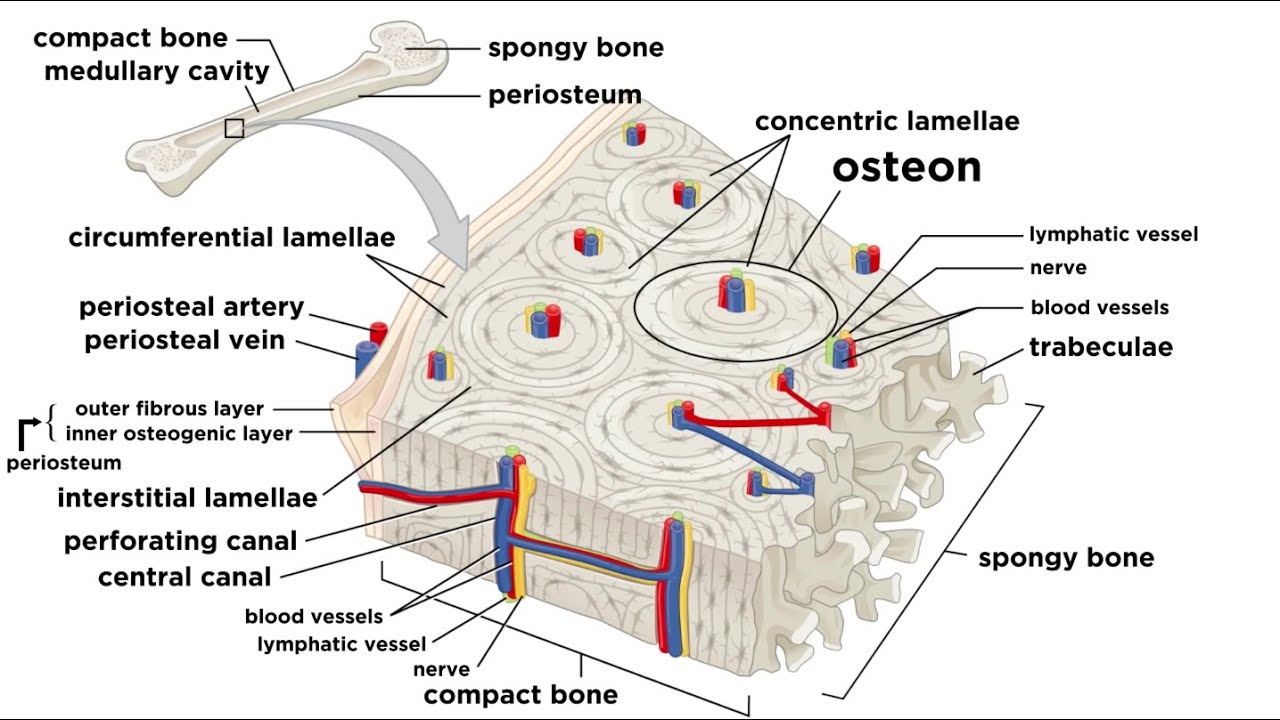 at outer and inner surfaces