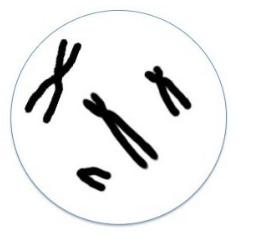 What is the ploidy and haploid number of chromosomes in the metaphase cell shown in the figure below?

\
Diploid; 4

Diploid; 2

Haploid; 4

Haploid; 2

Tetraploid; 1