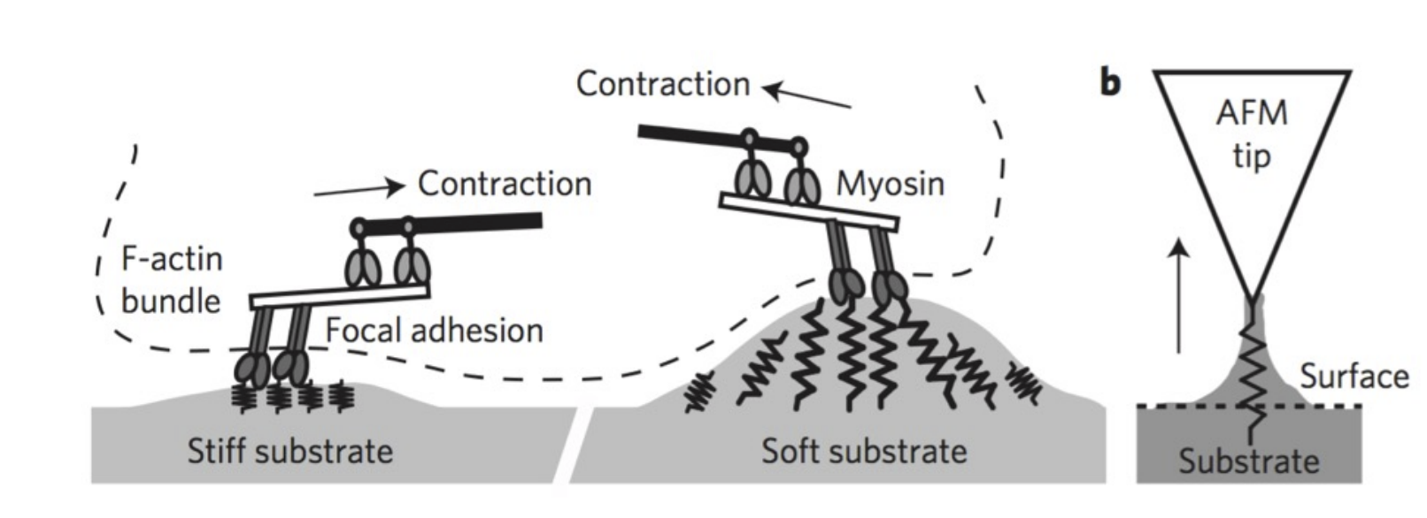 <p>Rupture of integrin-mediated focal adhesion can be measured (rupture length + force)</p><p>Measured by detecting degree of conformational change (change in stiffness)</p>