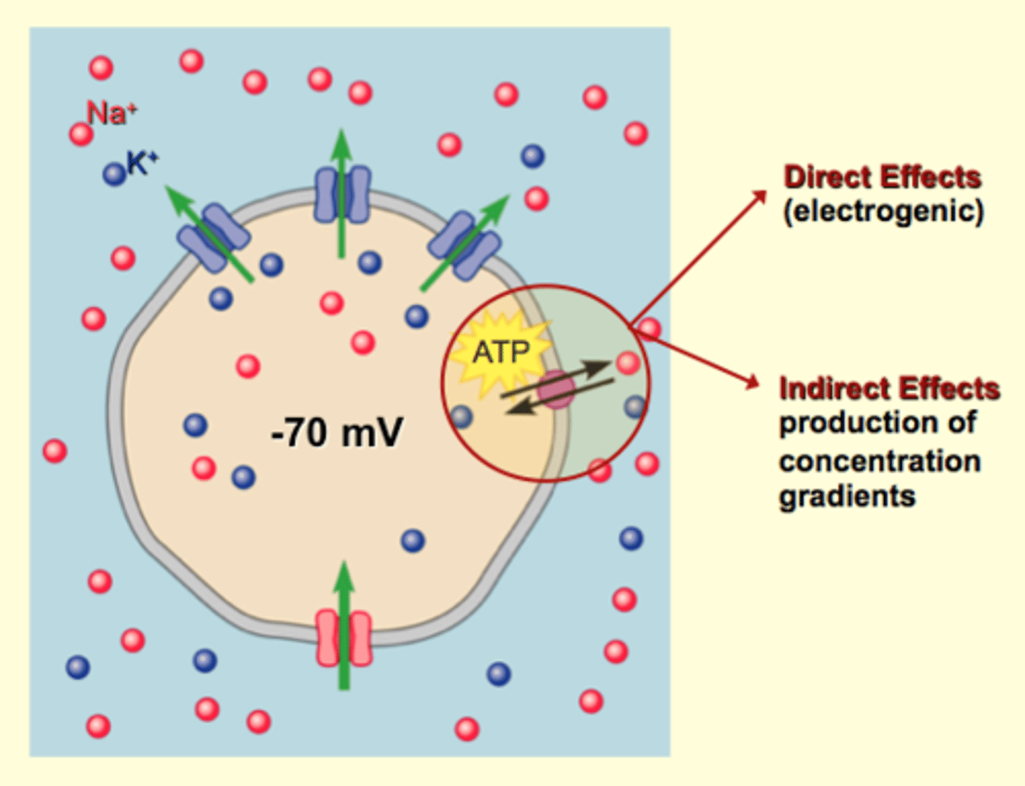 <p>- K+ channels &gt;&gt; Na+ channels</p><p>- membrane is more permeable to K+ (~ 20x)</p><p>- even with driving forces, bc of the dispartity in channel numbers, the outward movement (K+) is more than the inward movement</p><p>- membrane becomes more negative (+ charges leaving)</p><p>- Resting is -70 mV - much closer to the equilibrium potential of K+ than Na+</p><p>- neither K+ nor Na+ are at equilibrium - therefore forces are acting on them, causing Na+ to leak out which creates a membrane potential</p><p>- pumps avert the possibly of a membrane potential of zero, by establishing and maintaining concentration gradients</p>