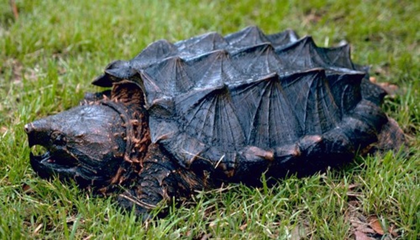 <p>Macrochelys temminckii</p>