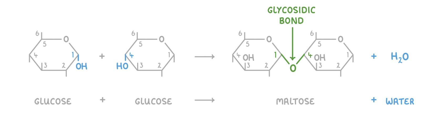 <p>When two monosaccharides join, a hydroxyl group (OH) of one monosaccharide reacts with a hydroxyl group (OH) of another monosaccharide. This forms a glycosidic bond, and a water molecule (H<sub>2</sub>O) is released.</p><p style="text-align: left">In the image above, the hydroxyl groups on carbons 1 and 4 are reacting together, so a 1-4&nbsp;glycosidic bond forms, but they can also form between other carbons.</p><p style="text-align: left"></p>