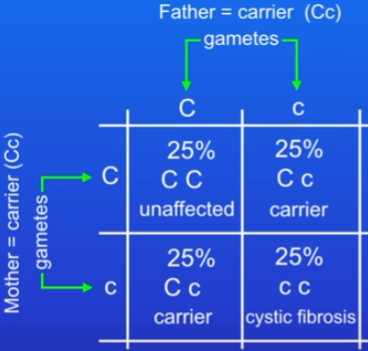 <ul><li><p>7&amp;8 are both carriers (heterozygous) = cC or Cc</p></li><li><p>1 in 4 chance</p></li></ul>