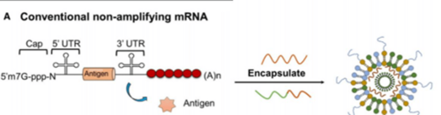 <p>They act as non-viral delivery molecules for nucleic acids, such as in mRNA vaccines.</p>