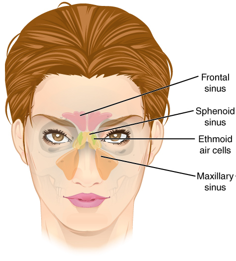 <p>A type of air-filled spaces located in the face that is responsible for respiration and filtering what enters the body.</p>