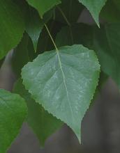 <p><em>Populus deltoides</em></p>