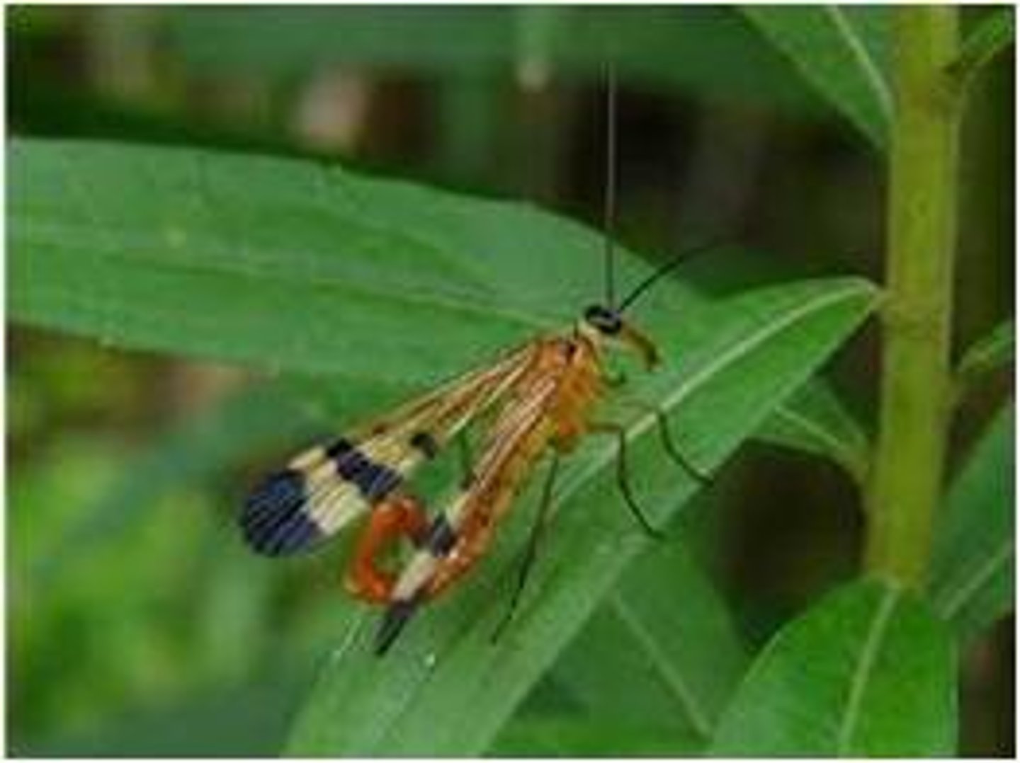 <p>Scorpionflies</p><p>- slender body, 9-22 mm</p><p>- rostrum (prolonged "beak" on head)</p><p>- 4 membranous wings of similar size/venation</p><p>- tip of abdomen enlarged and curled up like a scorpion tail</p><p>- holometabolous</p>