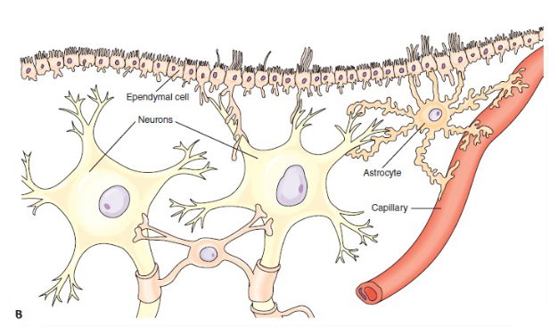 <p>How are neurons supported &amp; how do they communicate?</p>