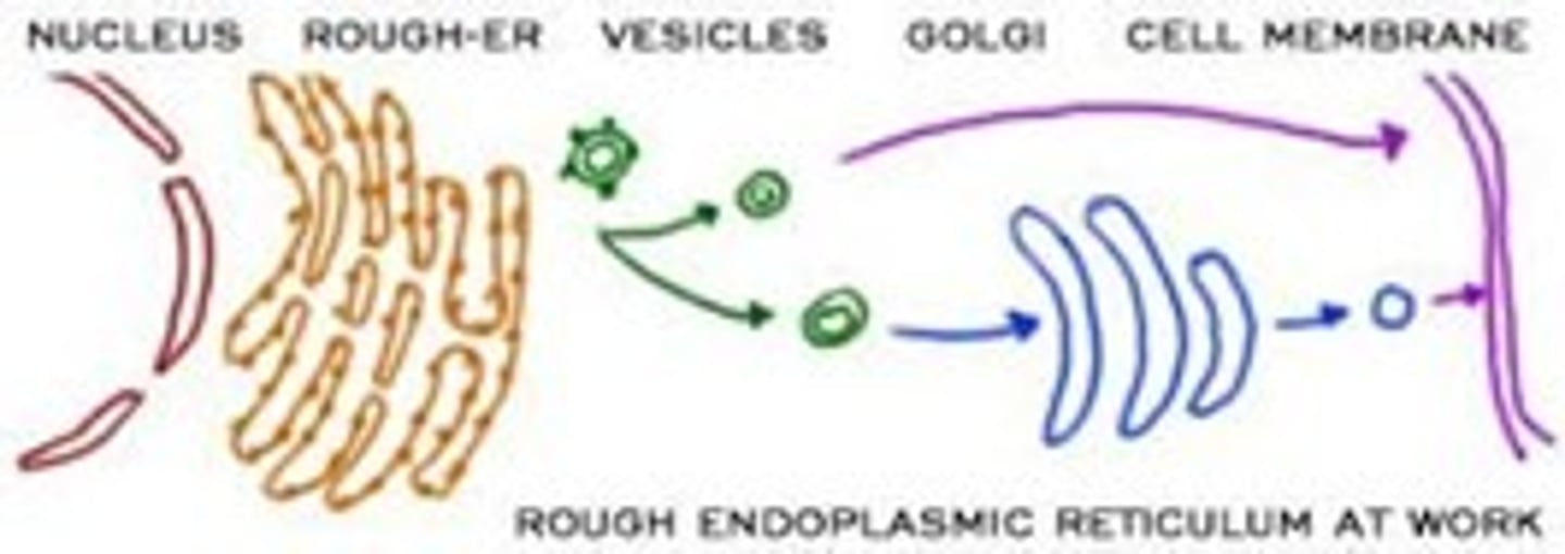 <p>- Has bound ribosomes, which secrete <strong>glycoproteins</strong> (proteins covalently bonded to carbohydrates)</p><p>- Distributes <strong>transport vesicles</strong> (secretory proteins surrounded by membranes)</p><p>- Is a membrane factory for the cell</p>