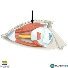 <p><span>Depresses, abducts, and intorts (rotates inward) the eye&nbsp;</span></p>