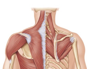 <p>The is the muscle just inferior to the infraspinatus?</p>