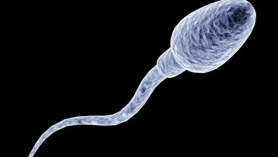 <p>Instead of spinning clockwise or counter clockwise, Eukaryotic Flagella they udulate (wave) back and forth rhythmically</p>