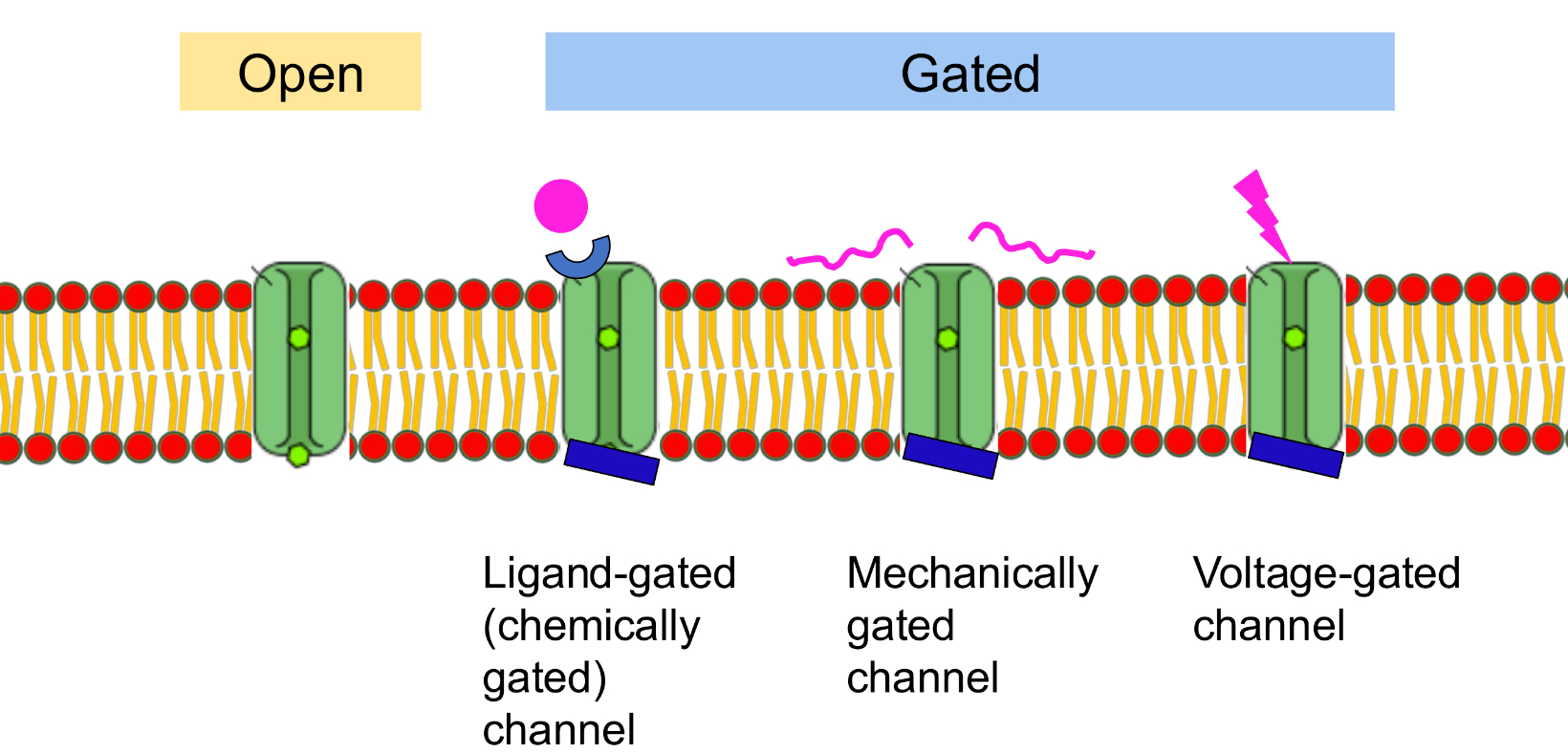 <p>All passive </p><p></p>