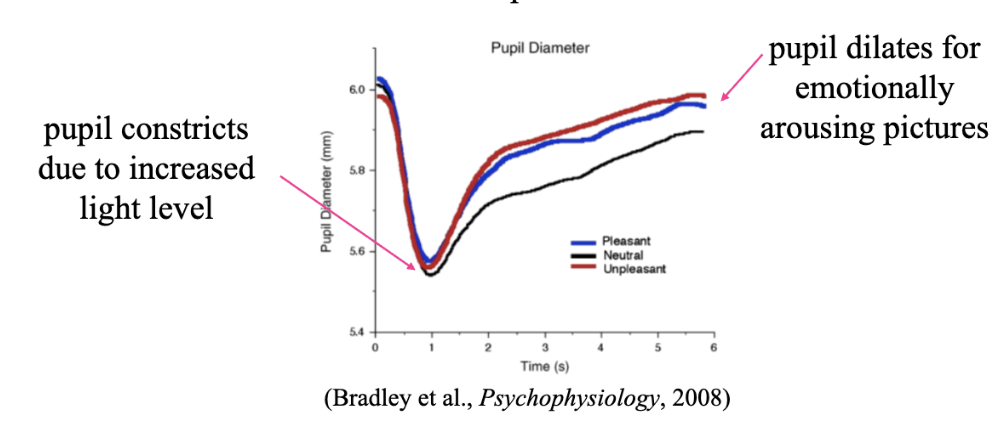 <ul><li><p><span style="background-color: transparent; font-family: &quot;Times New Roman&quot;, serif;"><span>Ranges from 2 to 8 mm; changes with light level &amp; emotional responses</span></span></p></li><li><p><span style="background-color: transparent; font-family: &quot;Times New Roman&quot;, serif;"><span>Constricts due to increased light level</span></span></p></li><li><p><span style="background-color: transparent; font-family: &quot;Times New Roman&quot;, serif;"><span>Dilates for emotionally arousing pictures</span></span></p></li><li><p><span style="background-color: transparent; font-family: &quot;Times New Roman&quot;, serif;"><span>Responses were similar to skin conductance changes, which supports involvement of autonomic nervous system</span></span></p></li></ul><p></p>