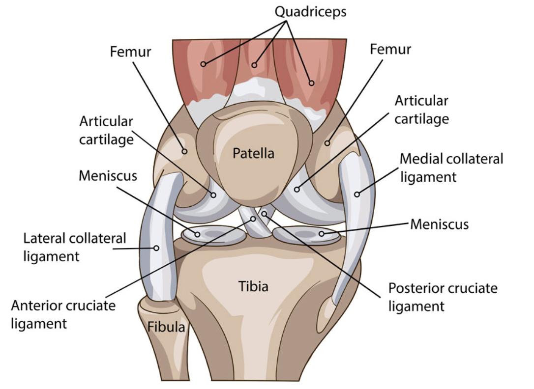 <ul><li><p>Four bones: femur, tibia, fibula (small one), patella</p></li><li><p>Four ligaments: anterior cruciate ligament (ACL), posterior cruciate ligament (PCL), medial collateral ligament (MCL), lateral collateral ligament (LCL)</p></li></ul>