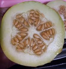 <p>Identify the ovule placentation.</p>