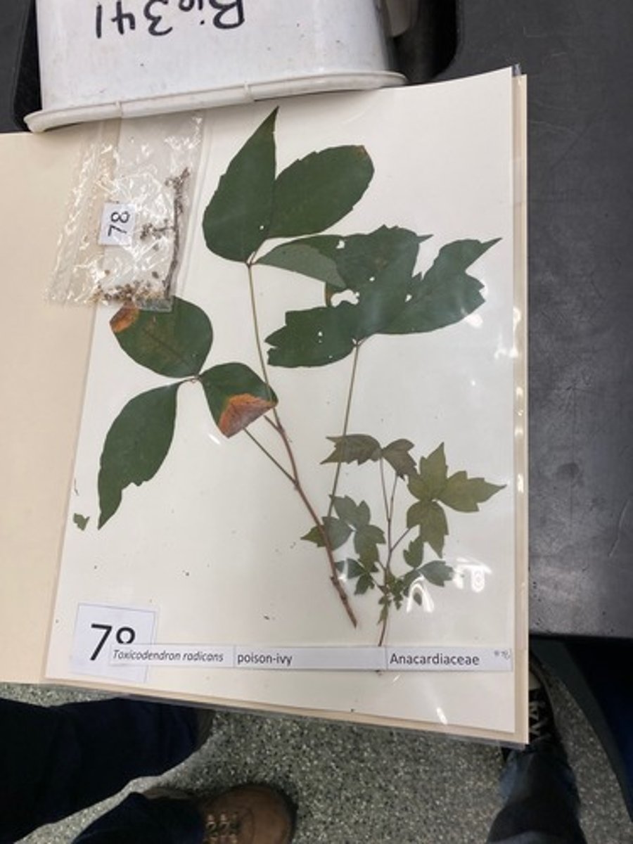 <p>Toxicodendron radicans (Anacardiaceae)</p>