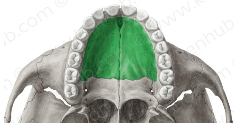 <p>Hard palate</p><ul><li><p>2 processes (R &amp; L) that form roof of mouth or palate</p></li><li><p>Joints inner (lingual) portion of alveolar process</p></li></ul><p></p>