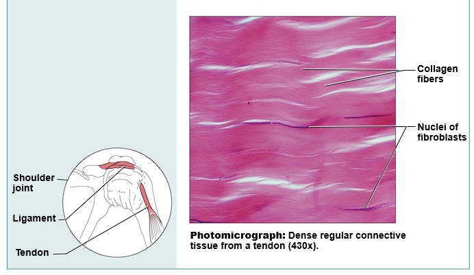 <ul><li><p>Function: Attaches muscle to muscle, muscle to bone, or bone to bone. Can also withstand great stress</p></li><li><p>Location: Tendons and ligaments</p></li></ul>