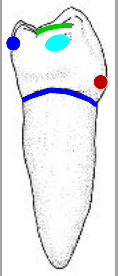 <p>Name the tooth and hi-lighted portions</p>