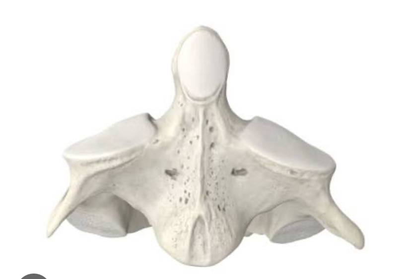 <p>Hoe heet deze wervel</p>