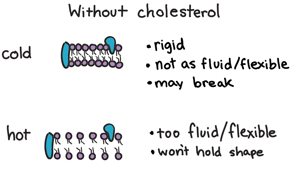 <p>controls the fluidity of cell membrane, “stabilizer”</p><ul><li><p>in cold → <span>keeps the lipids moving so that they don't freeze</span></p></li><li><p>in hot → <span>it slows the lipids down, limiting their travelling</span></p></li></ul>