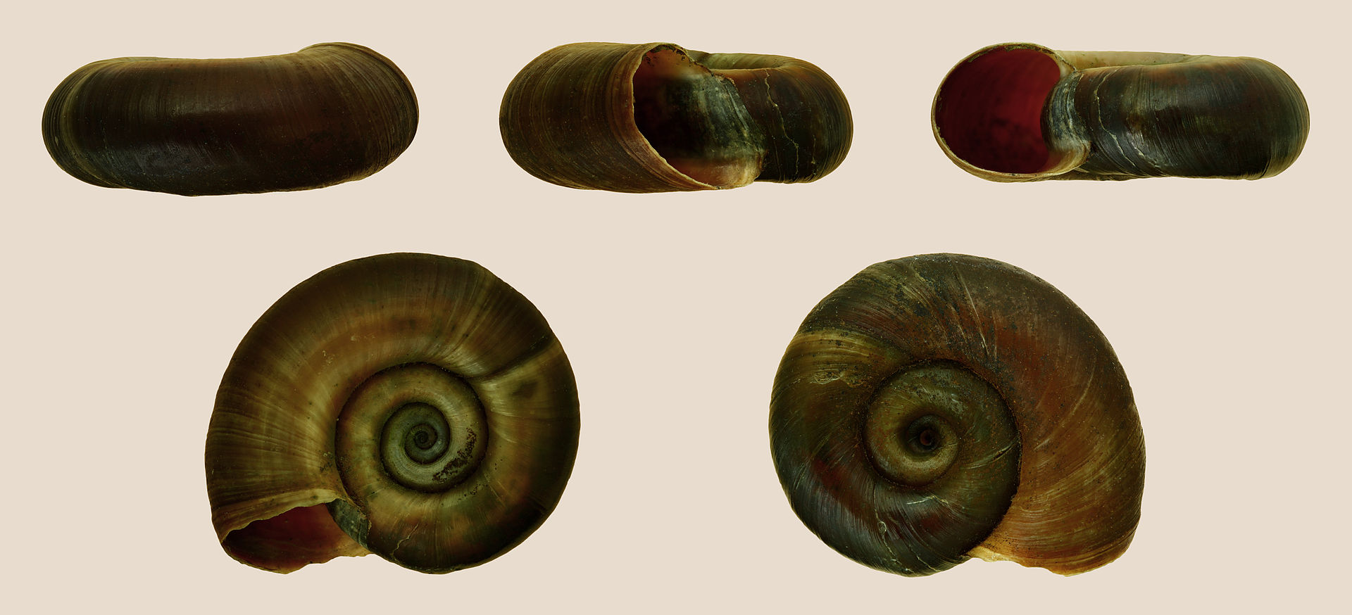 <p>Planorbarius corneus, isokiekkokotilo</p>