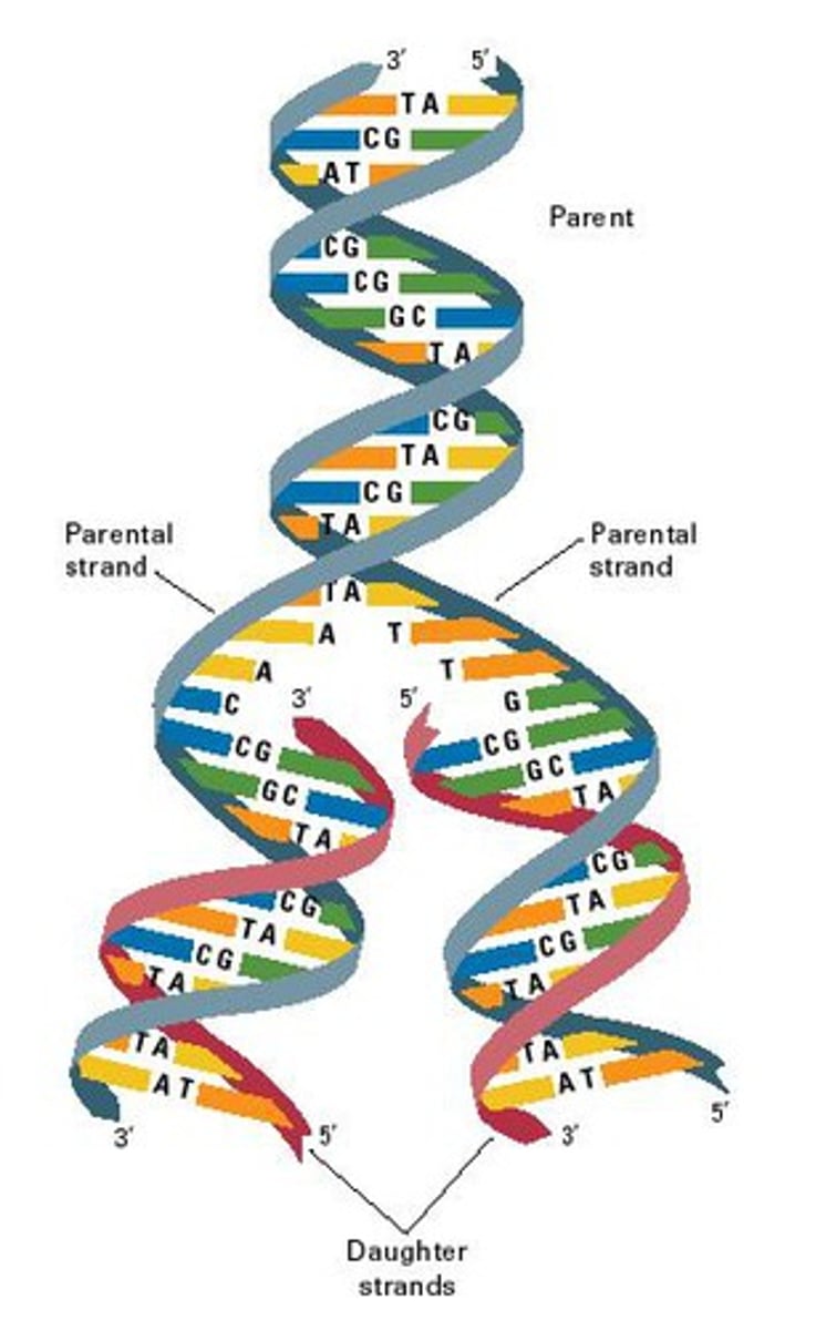 <p>the process of making a copy of DNA, happens during the S-phase of the cell cycle</p>