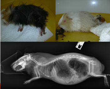 <p>Gut stasis</p><p>Dyspnea - especially Guinea pigs</p><p>Trauma</p><p>Neuro – seizures, collapse, paralysis</p><p>Non-specific illness</p><p>Urogenital - bleeding and straining/vocalizing, dystocia</p><p>Abnormal perineal discharge - ‘wet tail’, diarrhoea, intestinal prolapse etc</p>