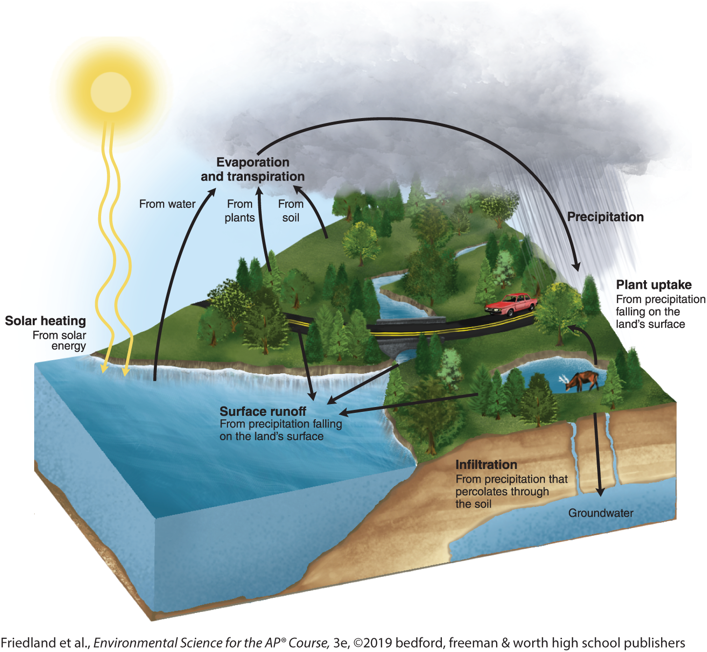 <ol><li><p><strong>Evaporation</strong>: Sun heats water, turning it into water vapor that rises into the atmosphere.</p></li><li><p><strong>Transpiration</strong>: Plants release water vapor from their leaves into the air.</p></li><li><p><strong>Precipitation</strong>: Water returns to Earth as rain, snow, hail, or sleet.</p></li><li><p><strong>Surface Runoff</strong>: Water flows back into bodies of water, or snow melts and eventually returns to rivers and lakes.</p></li><li><p><strong>Percolation</strong>: Water is absorbed into the ground, becoming part of groundwater.</p></li><li><p><strong>Plant Uptake</strong>: Plants absorb water from soil for growth and photosynthesis.</p></li></ol><p></p>