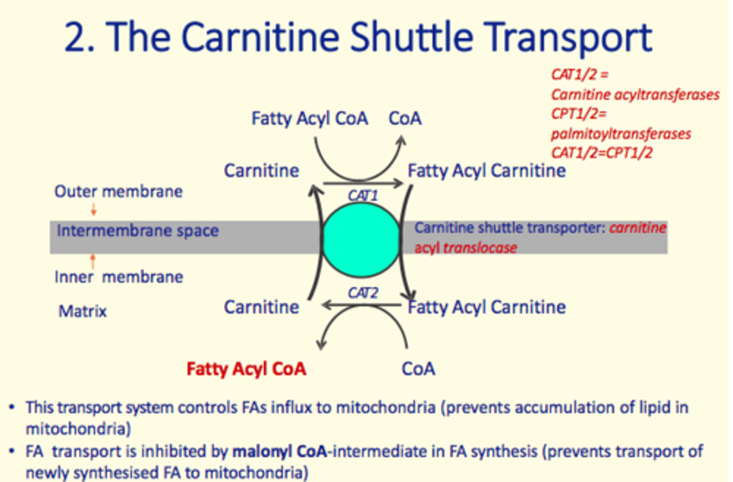 <p>Carnitine shuttle transporter</p>