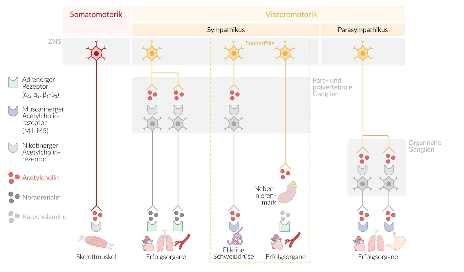 <p>B. It binds to muscarinic acetylcholine receptors.</p>