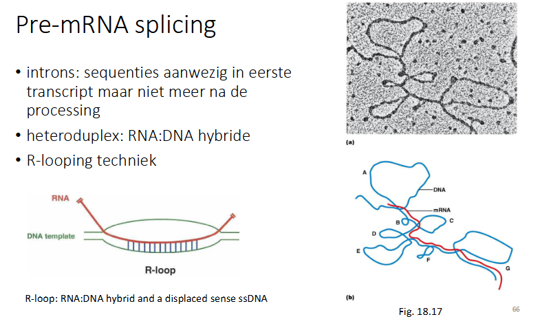 <p>er wordt een hetroduplex gevormd: DNA:RNA hybride</p><p>R-looping techniek: het RNA hybridiseert met de matrijs streng, er wordt een complex gevorm van 2DNA en 1RNA strengen</p>
