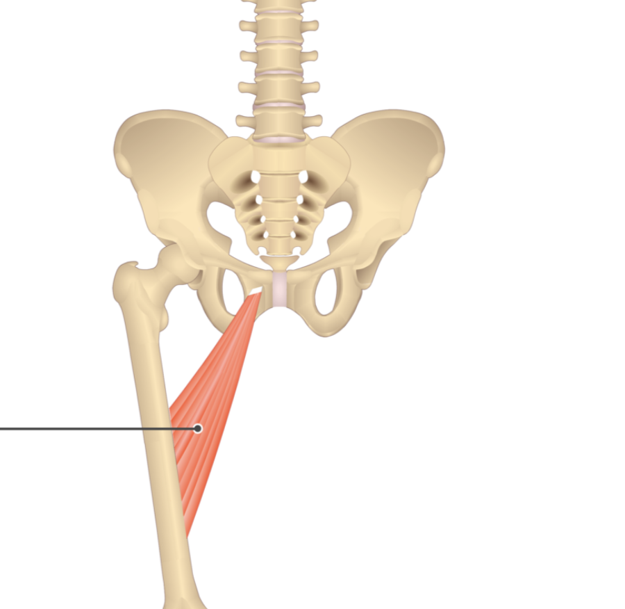 <p></p><p>origin: inferior ramus of pubis</p><p>insertion: linea aspera</p>