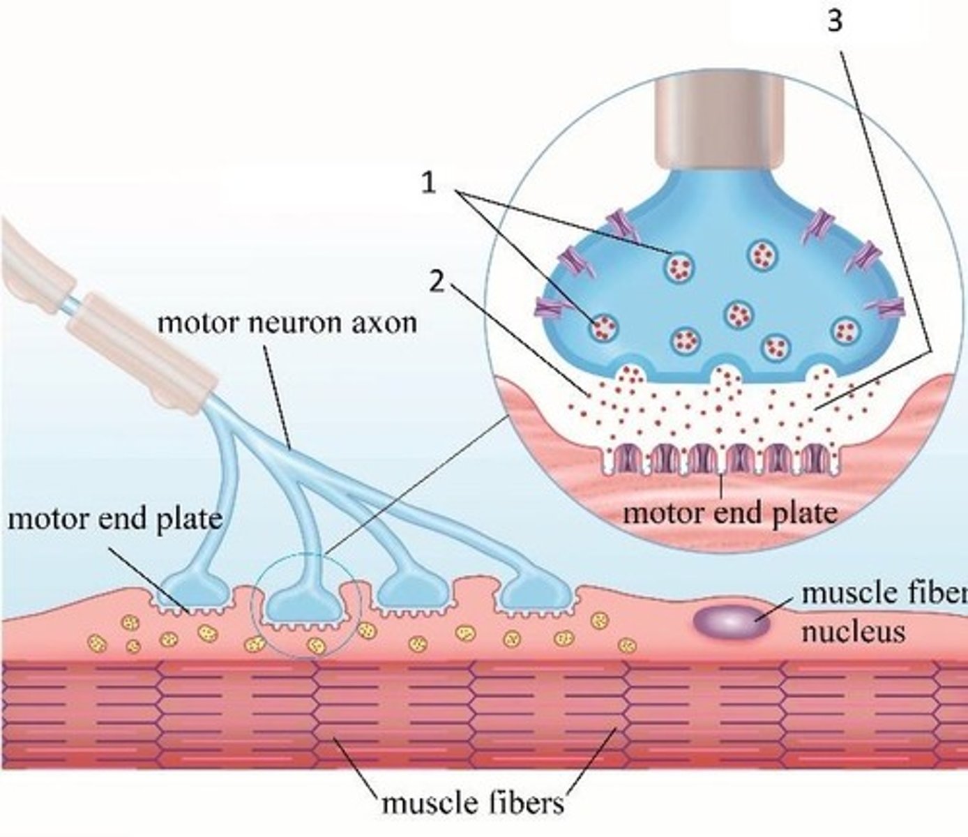 <p>At the NMJ, the postsynaptic cell is a muscle fiber, not another neuron.</p>
