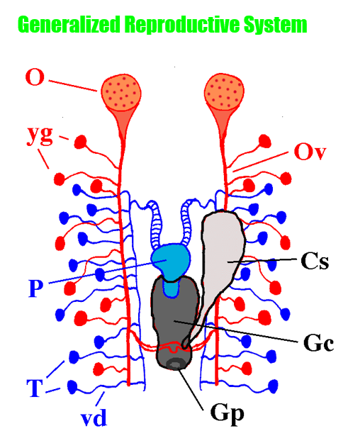 <p>Reproductive System: what’s the tiny red/female sacs</p>