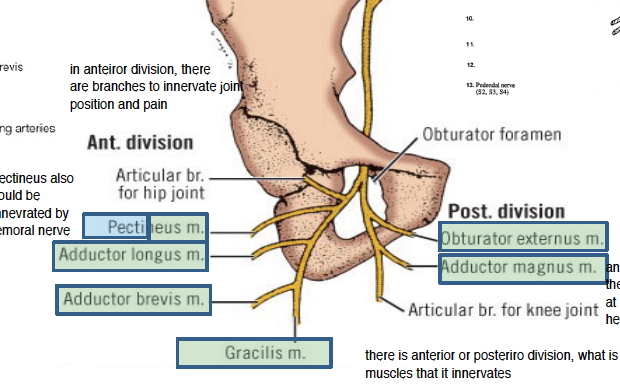 -obturatpr nerve comes from L2-L4, leaves the same route as femoral, but dives into the obturator foramen 
-there is an anterior and posterior division once it leaves the obturator formane 
-anterior division: Pectineus (sometimes), articular branch for hip joint (for position and pain), adductor longus, adductor brevis, gracilis 
-posterior division: obturator externus, adductor magnus, and then articular branch for knee joint (position and pain) 
-then also gives cutaneous innervation for skin of groin and anus 