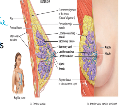 <ul><li><p>each breast contains one mammary gland</p></li><li><p>mammary glands are modified sudoriferous glands that secrete milk</p></li><li><p>contain small compartments called lobules</p><ul><li><p>lobules contain milk secreting glands called alveoli (connect to central canal)</p></li></ul></li><li><p>milk produced in the alveoli move through the lactiferous ducts which open into the nipples</p><ul><li><p>sucking is high to low pressure</p></li></ul></li><li><p>the breast lie over top of the pectorals major and the serratus anterior muscles</p></li><li><p>each breast is attached to the epimysium of the muscle below by sensory ligaments called Cooper’s ligaments</p><ul><li><p>not strong, loose, saggy</p></li></ul></li></ul><p></p>
