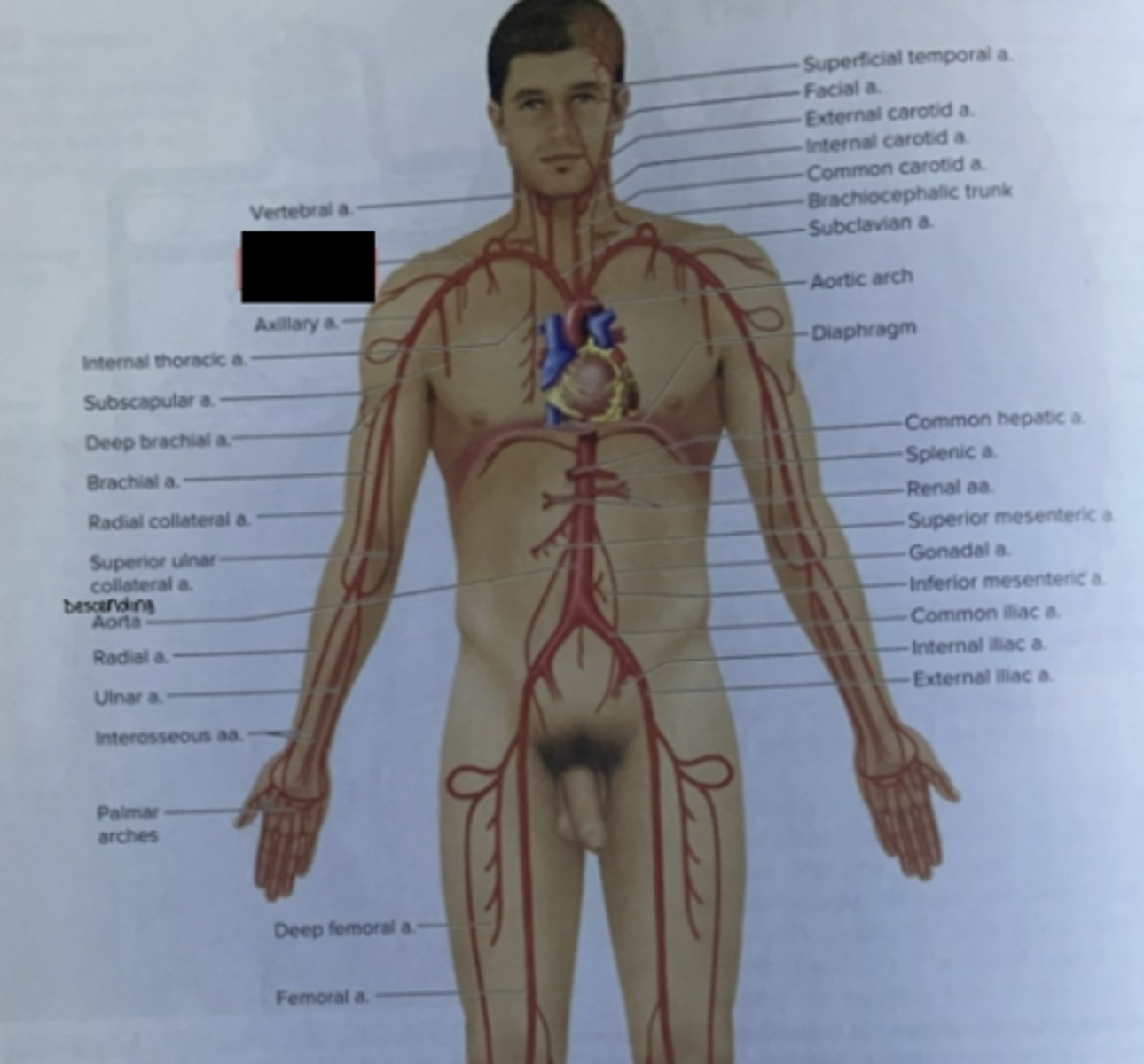 knowt flashcard image