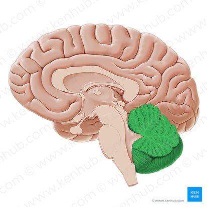 <p>Lower brain located behind the Pons (AKA little brain). Controls and coordinates involuntary and rapid motor functions. Learning takes place in this area.</p><p>Ex. Sitting on chair, Learning how to play an instrument, riding a bike.</p>