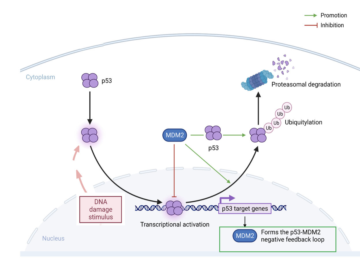 <p>p53 levels are kept low by MDM2</p><ul><li><p>MDM2 is an E3 ubiquitin ligase enzyme which poly ubiquitinates p53 to cause it destruction by the proteasome</p></li><li><p>Upon DNA damage, p53 phosphorylation by ATM/ATR blocks MDM2 interaction and allows p53 to tetramerise and move to the nucleus</p></li><li><p>p53 then binds and activates target genes to regulate cell fate</p></li></ul><p></p>