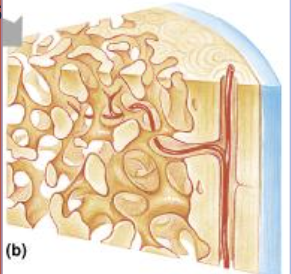 <p><span>Endosteum</span></p>